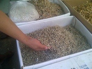 Ini Alasan RI Rutin Impor Ikan Teri
