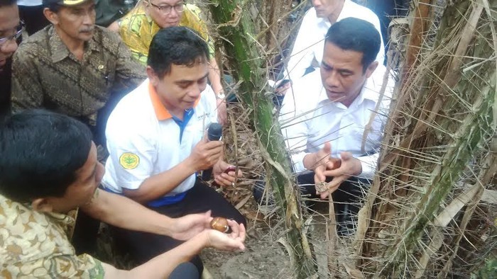 Mentan Amran: Australia Sudah Bersedia Terima Salak Kita