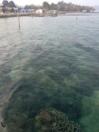 Perairan sekitar kampung terlihat begitu jernih dan kaya terumbu karang serta ikan-ikan kecil. Traveler bisa langsung snorkeling di dekat kampung tanpa harus naik perahu terlebih dahulu (Kurnia/detikTravel)
