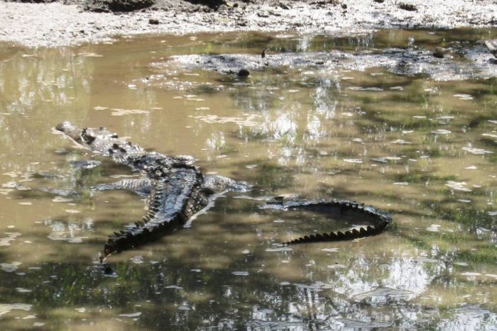 Terpapar Cuaca Kering Ekstrim, Buaya di Australia Barat Mandi Lumpur