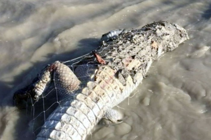 Video Buaya Mati yang Terjaring Pukat Hebohkan Warga Australia Barat