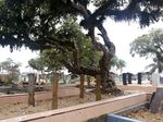 Damainya Islam & Kristen di Kota Tua Sorong
