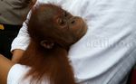 Penyelundupan 3 Orangutan Digagalkan