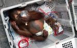 Penyelundupan 3 Orangutan Digagalkan