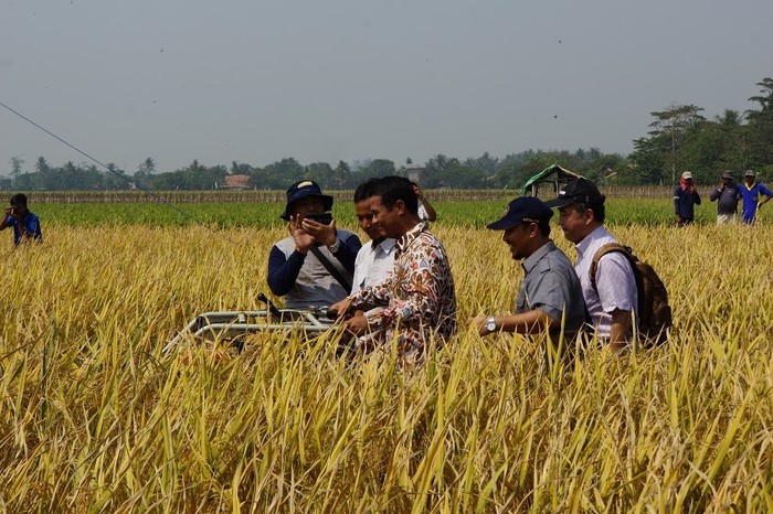 Pengusaha Giling Padi Ingatkan Pemerintah Soal Stok Beras di Awal 2016