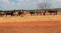 Untuk membuat 1.800 sapi betina hamil, Markus melepaskan sapi pejantan dengan jumlah 4 persen dari 1.800, atau sekitar 70-an pejantan, atau bila dirasiokan, 1 pejantan untuk 25 betina. Markus membiarkan proses perkawinan secara alami, bukan melalui inseminasi buatan.