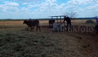 Sapi yang hamil dibiarkan merumput di padang savana, mencari makan dengan bebas. Namun karena saat itu rumput-rumput mengering, Markus harus menyediakan ekstra protein untuk dimakan sapi-sapi yang subur berupa cotton seeds, biji-bijian lain, garam, potassium dan lain-lain. Dan upaya menyediakan