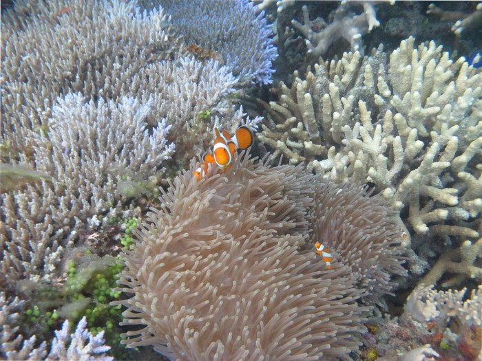 4 Alasan Pecinta Snorkeling Harus Datang ke Karimunjawa