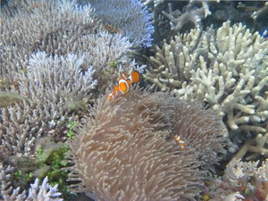 4 Alasan Pecinta Snorkeling Harus Datang ke Karimunjawa