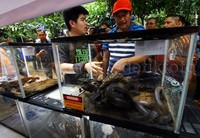 Wakil Gubernur DKI Jakarta Djarot Saiful Hidajat meninjau pameran hewan melata.