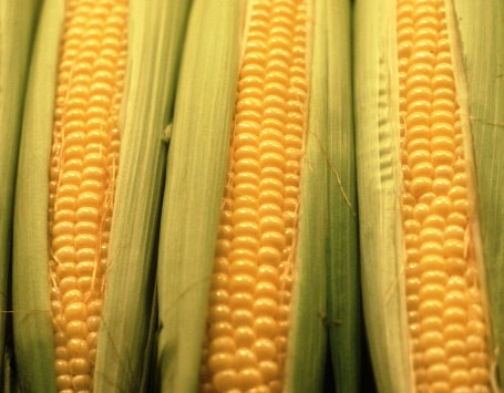 Jelang Panen Raya Jagung, Mentan Masih Ketat Kendalikan Impor