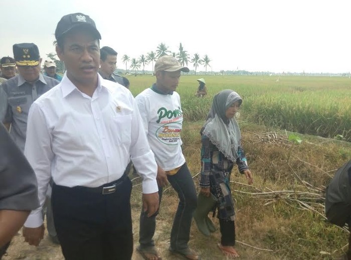 Blusukan ke Lampung, Mentan: Di Mana-mana Kemarau di Sini Panen Padi