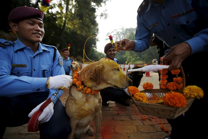 Festival Kukur Tihar Digelar di Nepal, Anjing Pun Berdandan!