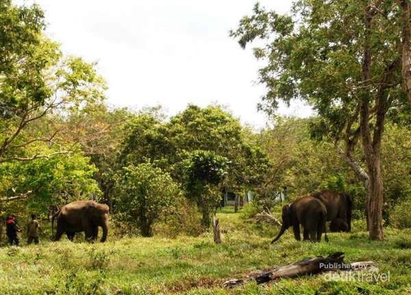 5600 Koleksi Gambar Hewan Langka Gajah Terbaik