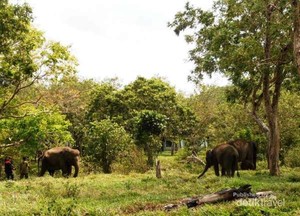 Way Kambas, Tidak Cuma Punya Gajah