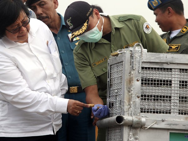 Siti Nurbaya Sambut Kepulangan 14 Orangutan