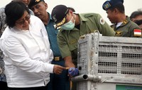 Siti Nurbaya memberi makan salah satu orangutan.