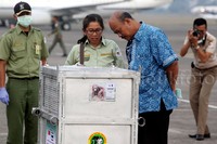 Petugas mengecek kondisi salah satu orangutan.
