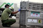 14 Ekor Orangutan Selundupan Dipulangkan ke Tanah Air