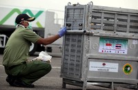 Petugas memberi makan kacang salah satu orangutan.