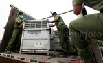 14 Ekor Orangutan Selundupan Dipulangkan ke Tanah Air