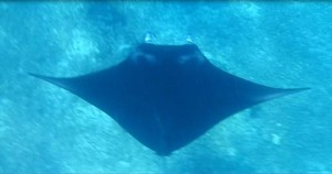 Bertemu Pari Manta di Pulau Komodo