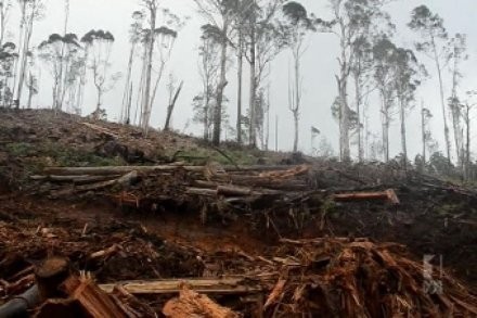 Pembukaan Hutan Sebabkan Longsor, Perusahaan Australia Didenda