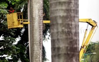     Pekerja mengerahkan alat berat untuk menjangkau batang dan dahan pohon.