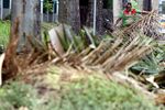 Pohon Rawan Tumbang Dipangkas