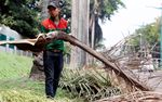 Pohon Rawan Tumbang Dipangkas