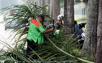     Dahan dan batang yang mengering itu ditebang karena membahayakan pengguna jalan.