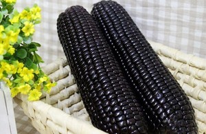 Jagung dan Kedelai Warna Hitam yang Baik untuk Kesehatan Tubuh