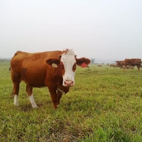 Pakai Kapal Khusus Ternak, 5 Provinsi Siap Pasok Sapi ke DKI
