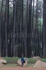 Pose Jennifer Tungka di Antara Pohon Pinus