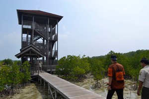 Cuma Rp 5 Ribu, Bisa Jelajah Hutan Mangrove di Karimunjawa