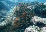 Indahnya Terumbu Karang Pulau Nasi
