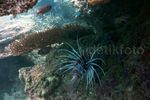 Indahnya Terumbu Karang Pulau Nasi