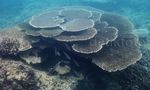 Indahnya Terumbu Karang Pulau Nasi