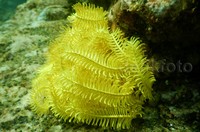 Terumbu karang di sini banyak didominasi hard coral, fingger coral, table coral, sea fan dan soft coral.