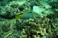 Selain terumbu karang, berbagai jenis ikan juga dapat dijumpai di sini.