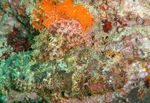 Indahnya Terumbu Karang Pulau Nasi