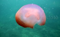 Indahnya alam bawah laut Pulau Nasi.