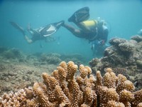 Adalah Pulo Aceh, kabupaten yang memiliki 2 pulau yang kaya akan alam bawah laut. Di sana, tersebar aneka titik penyelaman dengan keindahan tiada dua (Agung/detikTravel)