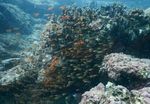 Seperti Ini Indahnya Alam Bawah Laut di Pulo Aceh