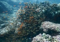 Ini adalah alam bawah laut di Pulau Nasi. Sementara pulau satunya bernama Pulau Jroeh (Agung/detikTravel)