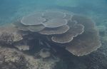 Seperti Ini Indahnya Alam Bawah Laut di Pulo Aceh
