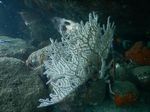 Seperti Ini Indahnya Alam Bawah Laut di Pulo Aceh
