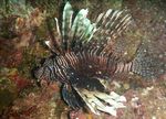 Seperti Ini Indahnya Alam Bawah Laut di Pulo Aceh