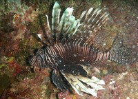 Biota laut yang ada di sini juga beragam. Yang satu ini adalah ikan singa atau lionfish. Hati-hati ya, ikan ini beracun! (Agung/detikTravel)