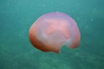 Seperti Ini Indahnya Alam Bawah Laut di Pulo Aceh